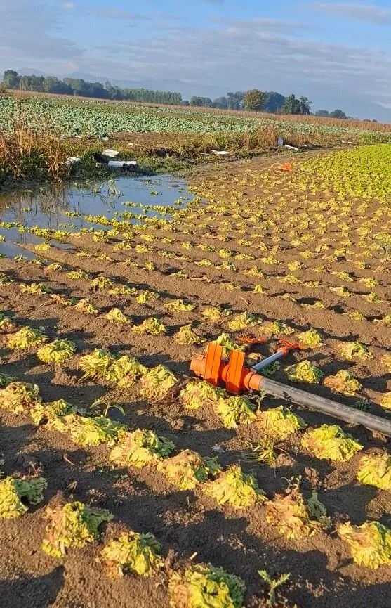 Çiftçinin emeği sular altında kaldı: “Sağlık olsun” dedi