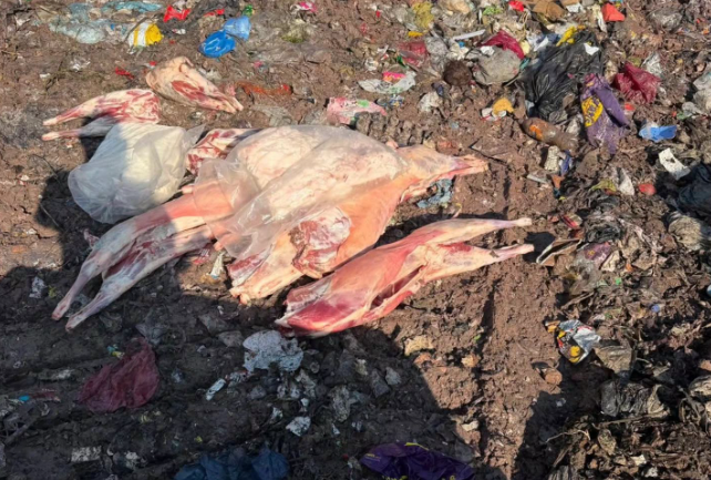 Adapazarı’nda 130 kilo kaçak et ele geçirildi!
