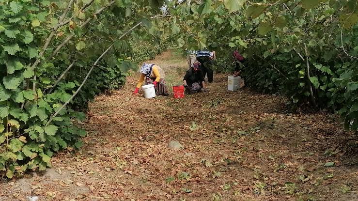 Hendek’te fındık dalı kavgası! Balta ve sopalarla birbirlerine saldırdılar