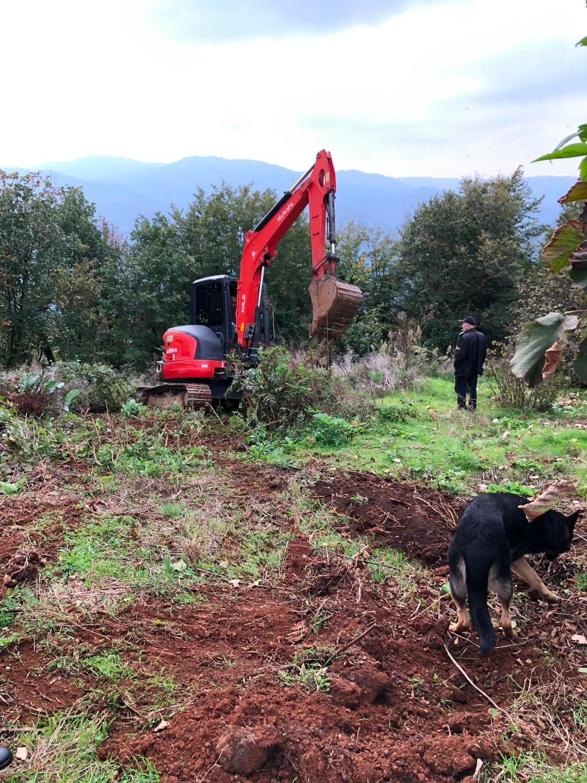 Kocaali’de fındık bahçesi krizi: 40 hanenin geçim kaynağı tehlikede