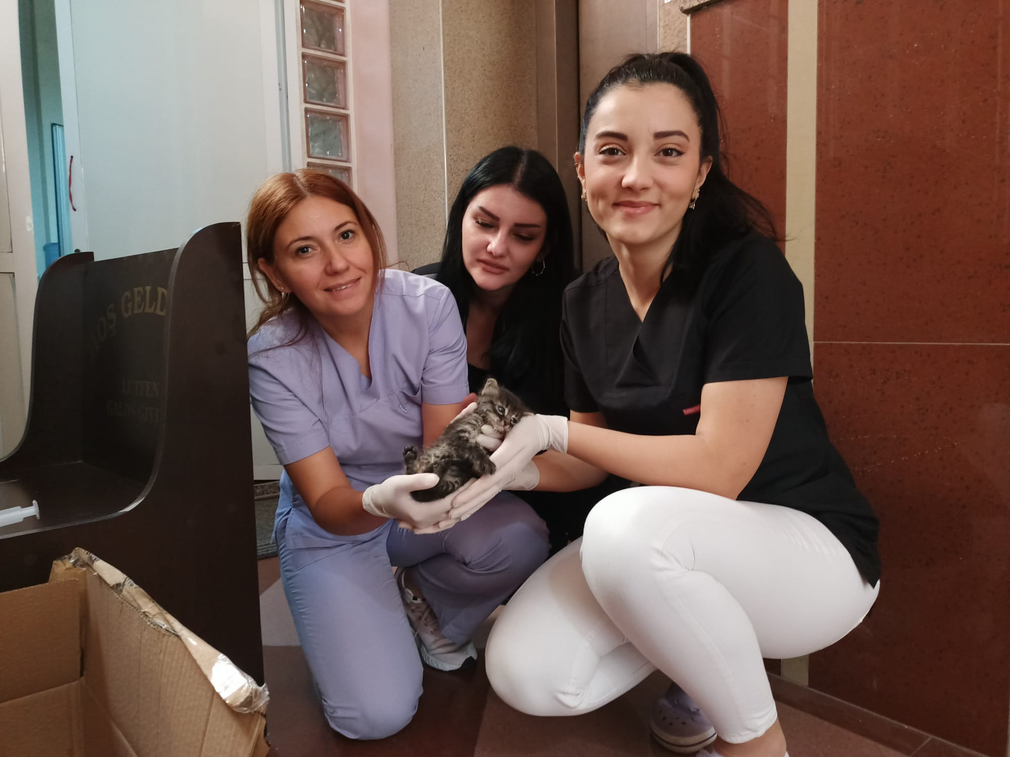 Yavru kediyi asansör boşluğundan kurtardılar